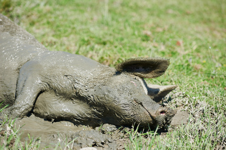 pig in the mud